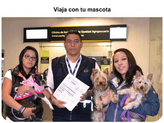 Viaja con tu mascota